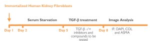 Renal Fibrosis Assay
