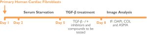 Cardiac Fibrosis Assay