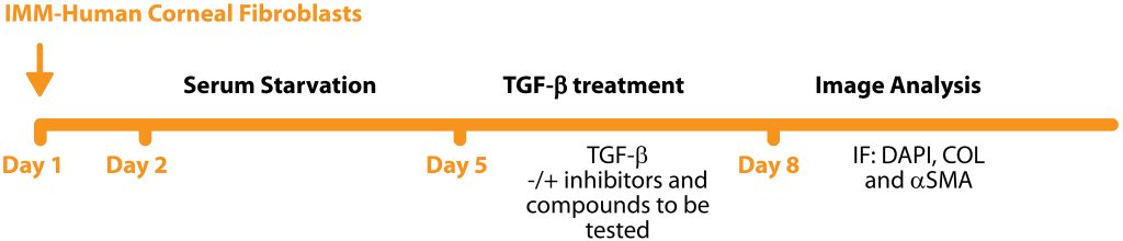 Corneal Fibrosis Assay