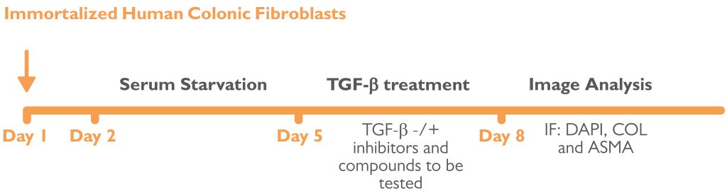 Intestinal Fibrosis Assay
