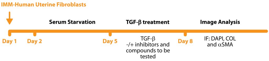 Uterine Fibrosis Assay