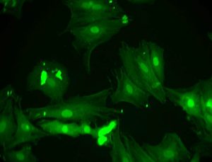 Macaque aortic endothelial cells