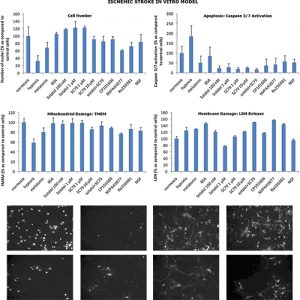 Ischemic Stroke in vitro Assay