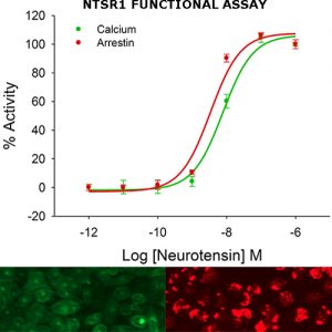 Neurotensin Receptor 1 Assay