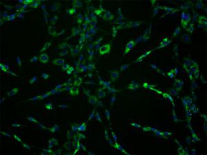 Rat Dermal Fibroblasts