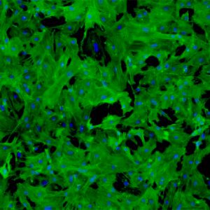 Canine Renal Mesangial Cells