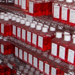 Oligodendrocyte Precursor Cell Differentiation Medium