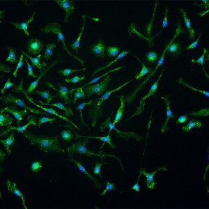 Mouse Kupffer Cells