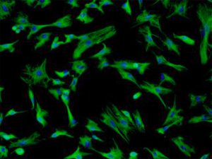 Monkey Dermal Fibroblasts