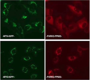 Parkin Mitochondrial Recruitment Assay Cell Line