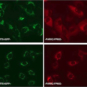 Parkin Mitochondrial Recruitment Assay Cell Line