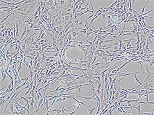 Rat Chondrocytes
