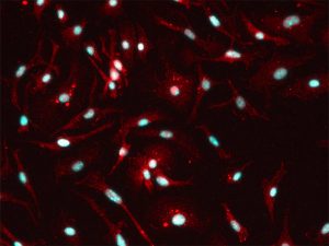 Rat Microglia