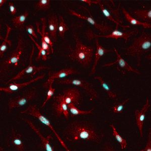 Rat Microglia