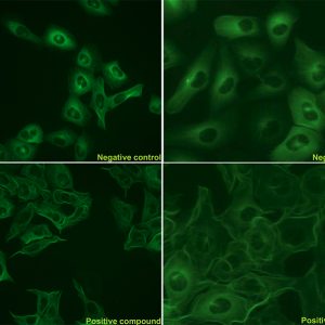 tau phosphorylation assay cell line