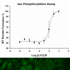 tau Phosphorylation Assay