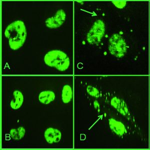 TDP-43 Stress Granules Assay Cell Line