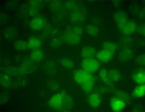 alpha-synuclein stable Cell lines
