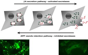 APP Processing Assay Cell Line