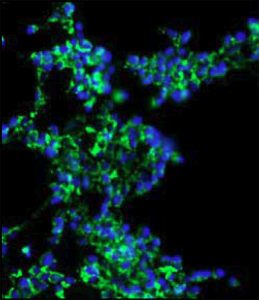 Fluorescent Cytochrome c HEK293 Cell Line