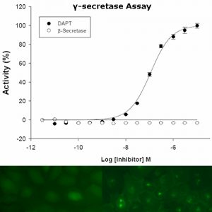 Gamma secretase activity assay