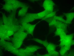 Green fluorescent alpha-synuclein SH-SY5Y Cell line