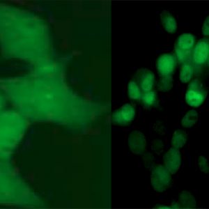 hAR Nuclear Translocation Assay Cell Line