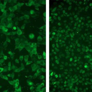 hGR Nuclear Translocation Assay Cell Line
