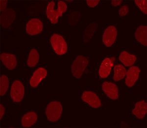 Fluorescent LMNB1 Cell Line
