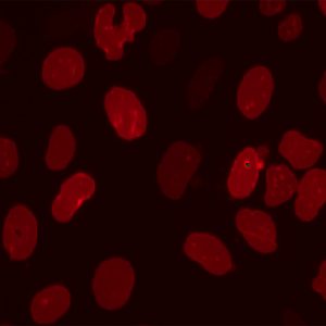Fluorescent LMNB1 Cell Line