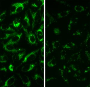 Fluorescent Mitochondria U2OS Cell Line