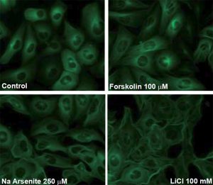 Green fluorescent tau SH-SY5Y cell line