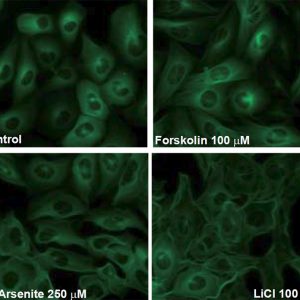 Green fluorescent tau SH-SY5Y cell line