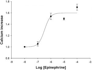 HiTSeeker alpha1B Adrenergic Receptor Cell Line