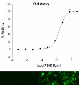 FSHR Cell Lline