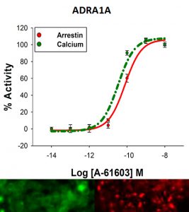 α1A-adrenoceptor Cell Line