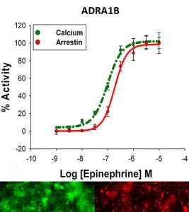 α1B-adrenoceptor Cell Line