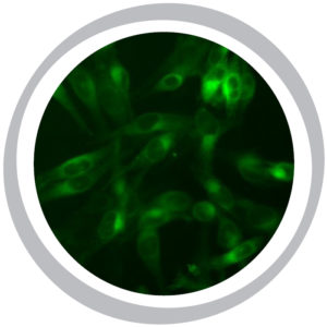 Green Fluorescent CB2 Cannabinoid Receptor Cell Line
