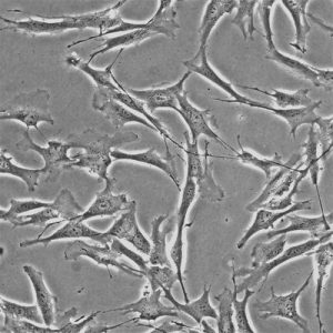 Human Schwann Cells - Innoprot Spinal Nerve Cell System