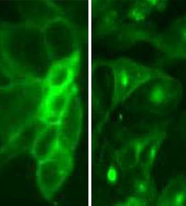 Fluorescent M1 Muscarinic Acetylcholine Receptor