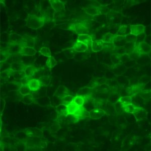 Fluorescent NK1 Tachykinin Receptor
