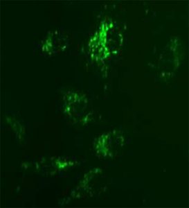 luorescent S1P1 Lysophospholipid Receptor