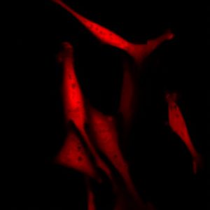 Red Fluorescent U2OS Cell Line