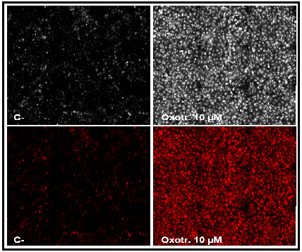 PHOTO-CELL-LINE