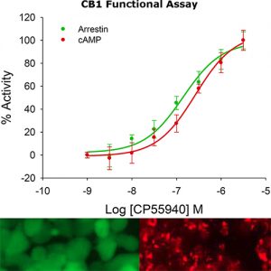CB1 Cannabinoid Receptor Assay