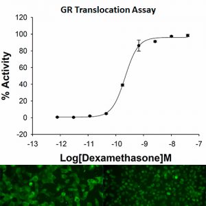 Glucocorticoid Receptor Translocation Assay