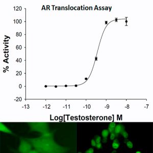 Androgen Receptor Translocation Assay