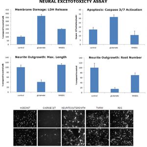 Excitotoxicity in vitro assay