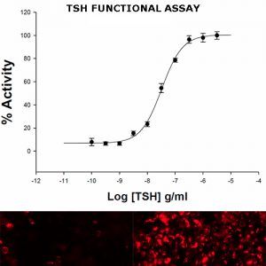 TSH Functional Assay