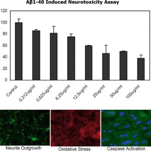 Aβ1-40 Induced Neurotoxicity Assay